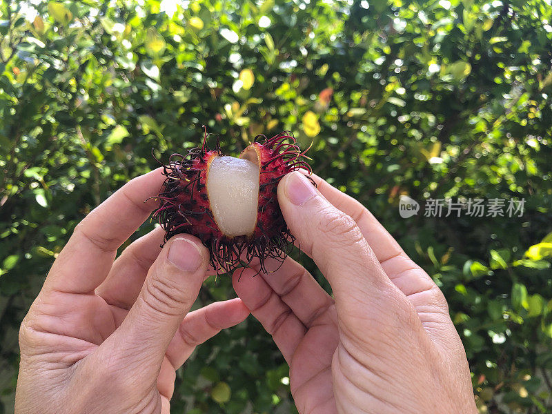 女人的手牵着红毛丹水果在户外