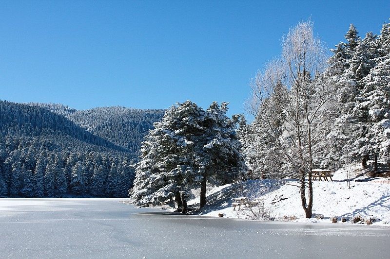 Golcuk自然公园冰冻的Golcuk湖周围的雪松和森林