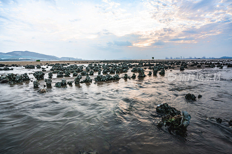 香港下白泥日落时的牡蛎床