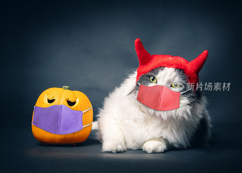 冠状病毒面具中的猫和南瓜