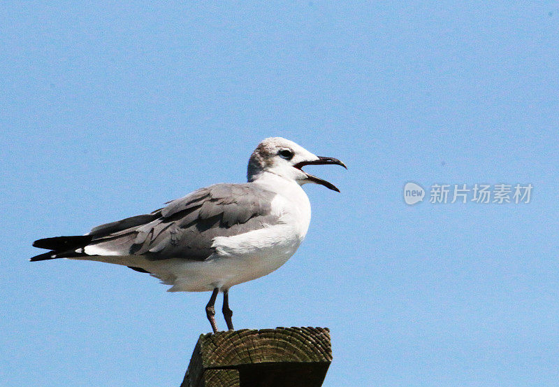 海鸥