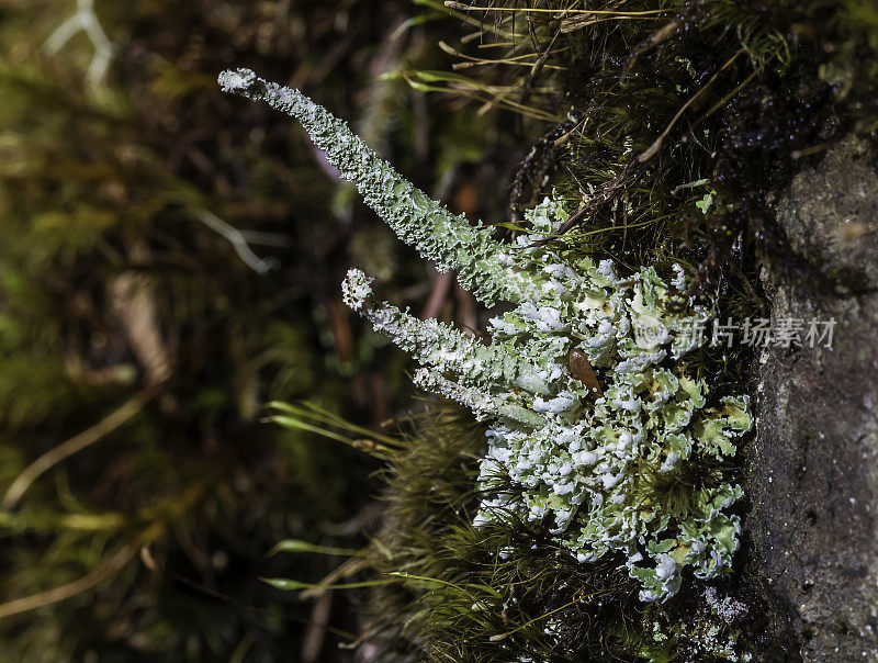 龙Cladonia;在阿拉斯加北方森林的一棵树上。中心国家森林。