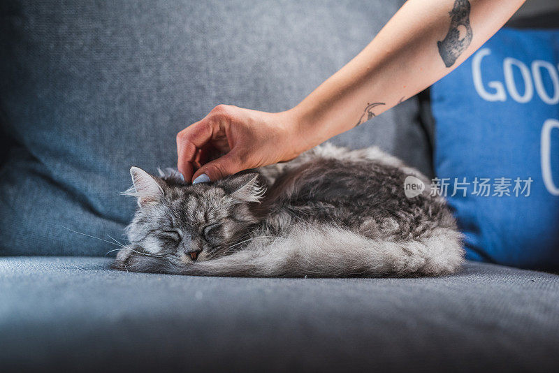 有猫纹身的女人抚摸着她可爱的灰色小猫