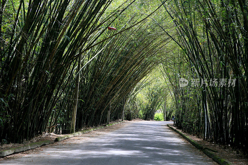 暗地里的竹隧道