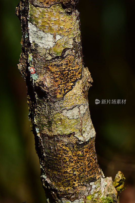 各种彩色地衣上有光泽的树皮