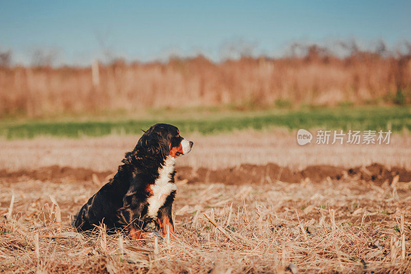 伯尔尼兹山犬