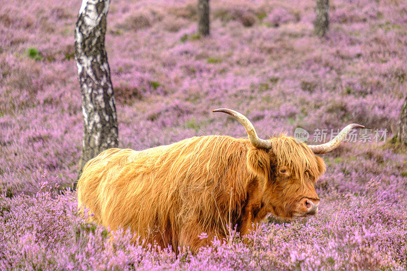 夏日里苏格兰高地上盛开的石南花田里的牛群