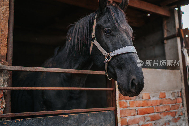美丽的黑色骏马在马厩