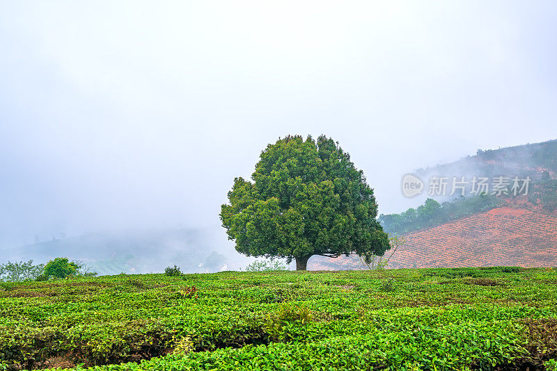 茶园间一棵孤独的老树