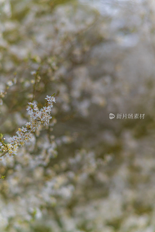 开花的树春天的自然树四月的五月