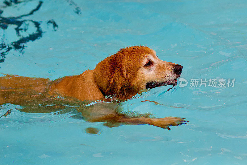 游泳池里的金毛寻回犬