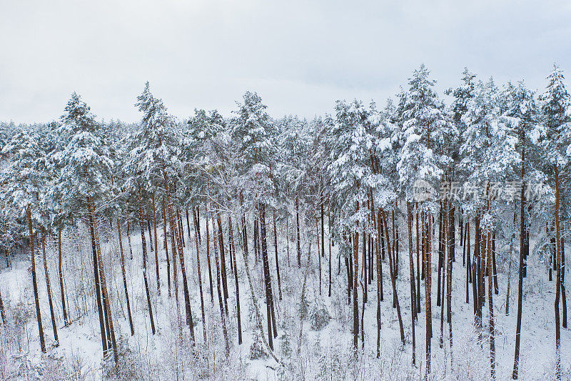 冬天的松林上覆盖着厚厚的积雪。