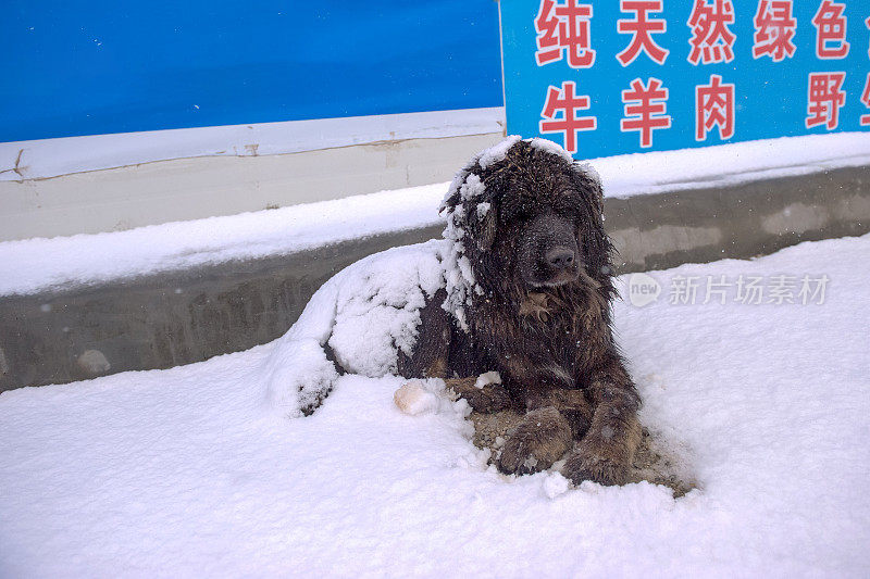 中国西藏自治区纳木错阿里地区，一只当地的狗在雪地里