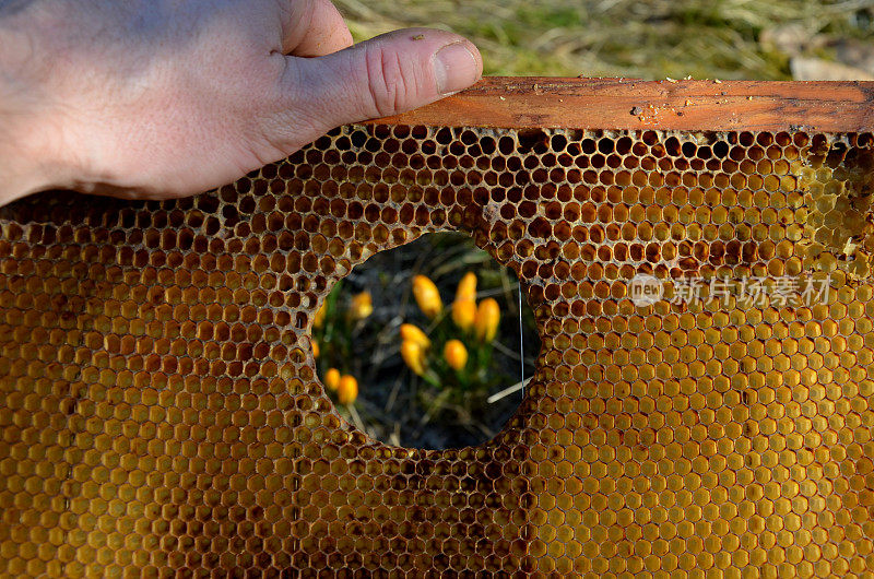 在一些蜂巢里有蜜蜂做的洞作为缩写。养蜂人在蜂房把手指放在像胜利和透过洞看蜂巢，祝贺节日