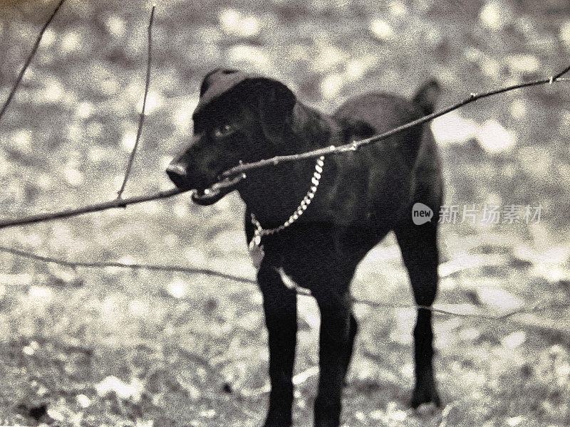 拉布拉多犬抱着树枝
