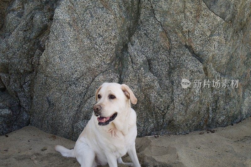 加州大苏尔的拉布拉多寻回犬