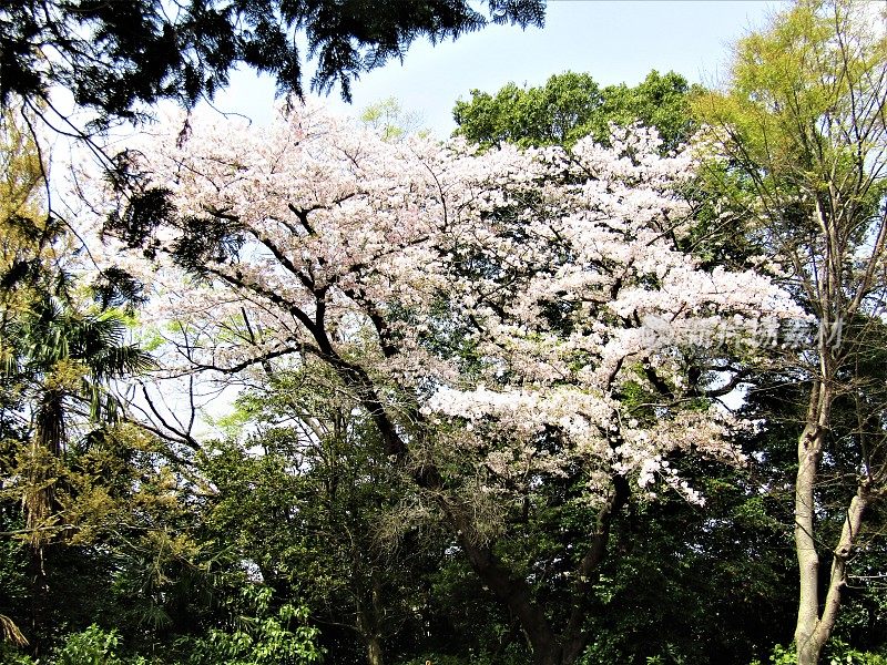 日本。4月的开始。老樱花盛开。