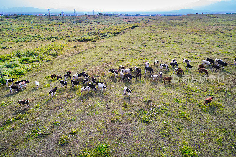 一群奶牛从无人机上吃草的照片