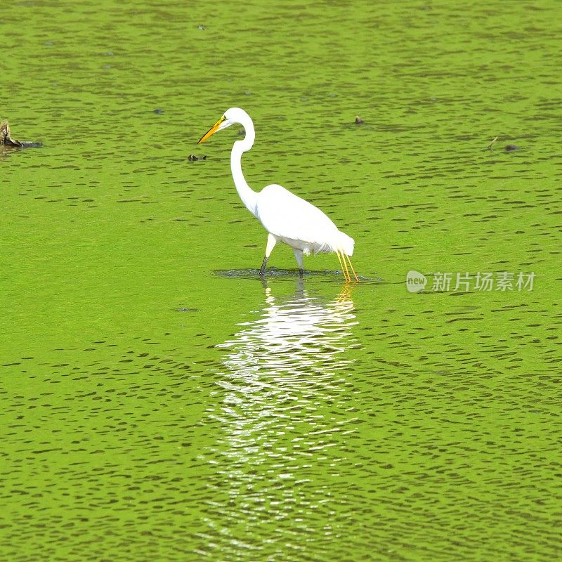 绿水中的大白鹭