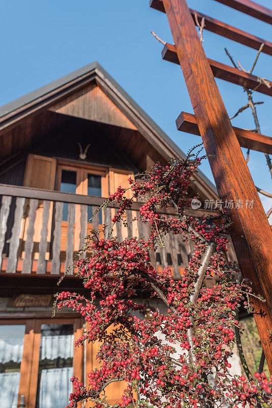 秋天的Cotoneaster装饰山小屋的入口