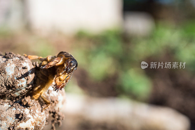 一个女人在春天的菜园里牵着鼹鼠蟋蟀