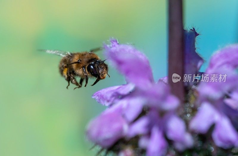 野蜂在火香草