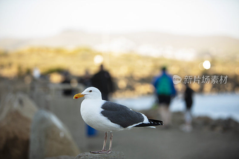 小丘加州湾