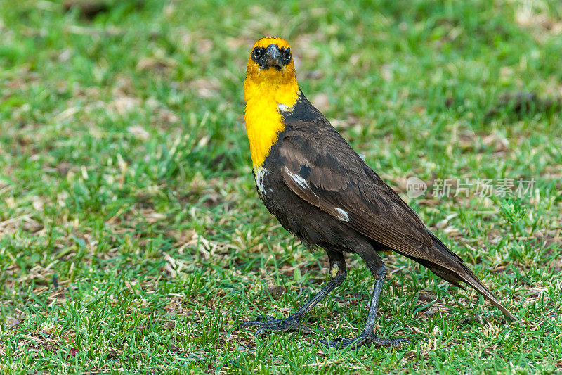 雄性黄头黑鸟在草地上觅食