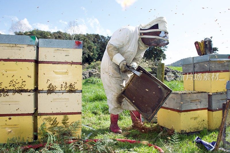 养蜂人在春天从蜂箱底部刮掉去年的蜂蜡