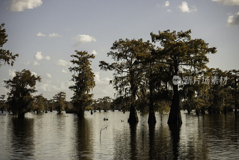 在Atchafalaya，柏树屹立在水中