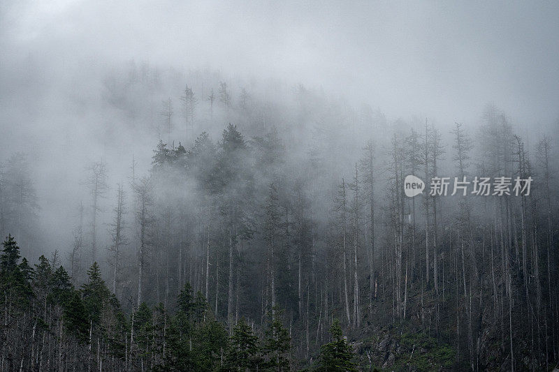 温哥华岛的雾雨林