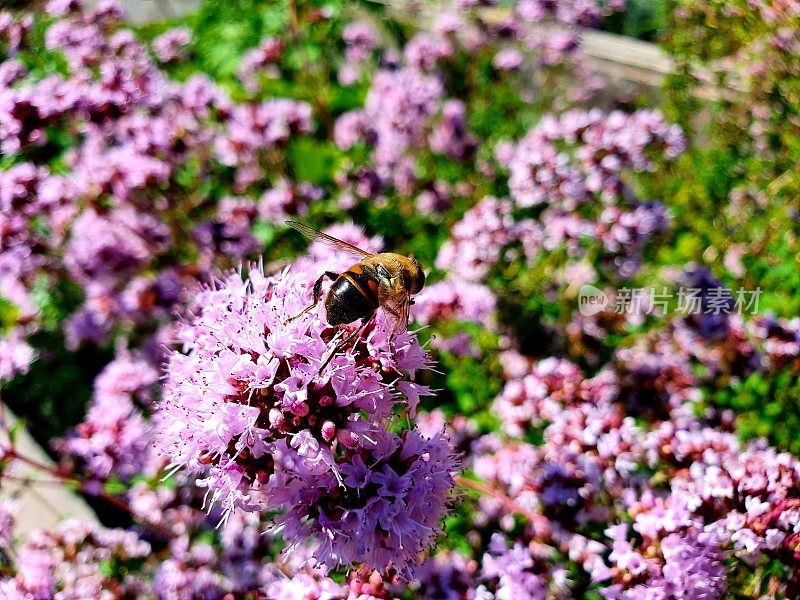 蜜蜂在马郁兰草上