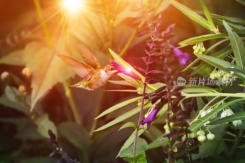 红宝石喉蜂鸟在阳光下的花园