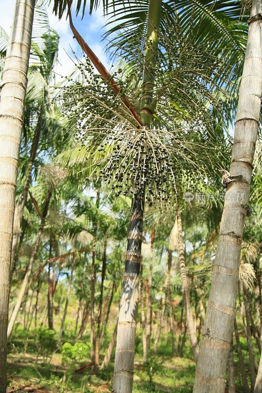 在巴伊亚岛种植欧洲甘蓝