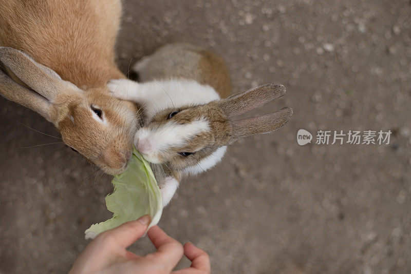 两只兔子成群结队地去吃卷心菜