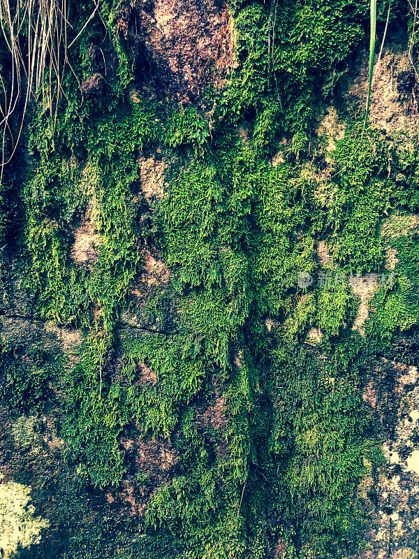 湿石纹理长满苔藓。