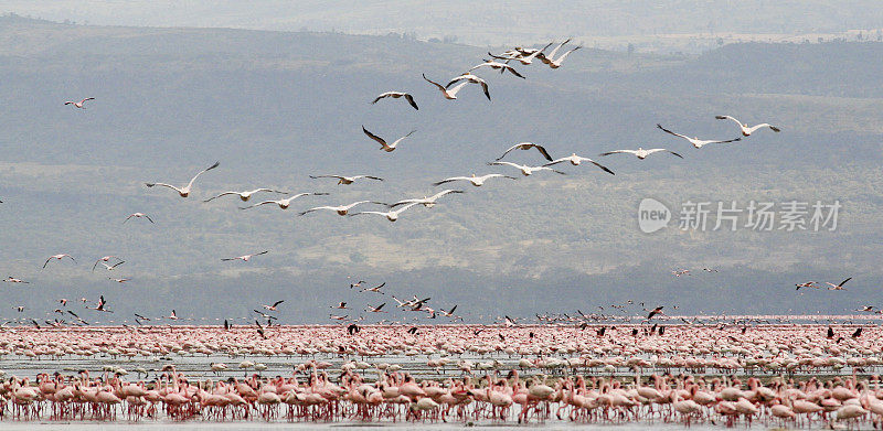 肯尼亚纳库鲁湖，大白鹈鹕飞过小火烈鸟上空