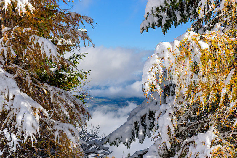 视图通过雪覆盖落叶松