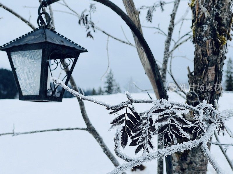 冰冻的树叶和雪中户外的灯