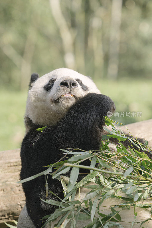 一只成都大熊猫在阳光下吃竹子