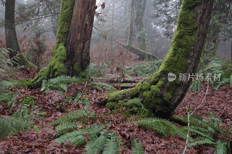 加拿大不列颠哥伦比亚省西南部的森林地面