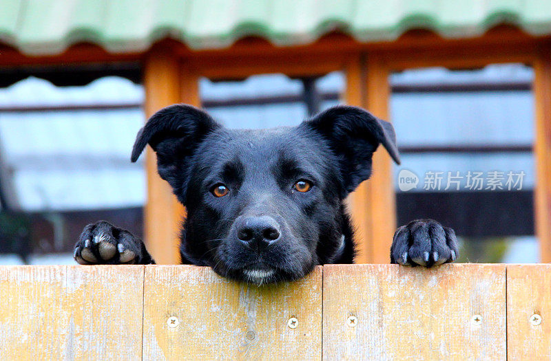 黑狗在篱笆外张望