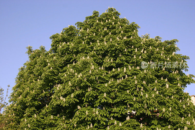 花栗