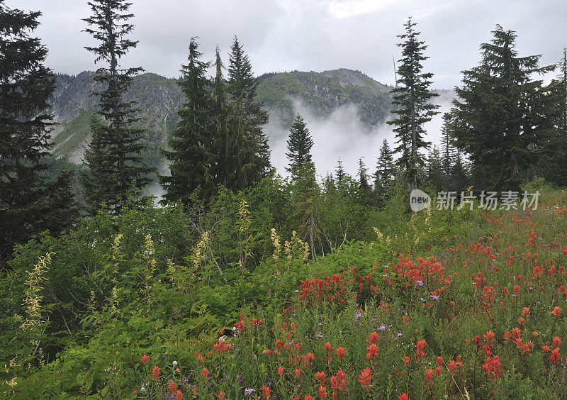 雷尼尔山国家公园