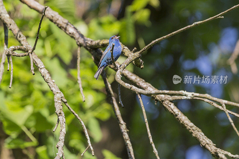 蓝靛鹀在树枝上歌唱