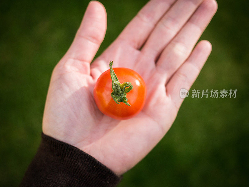 手捧樱桃番茄的特写