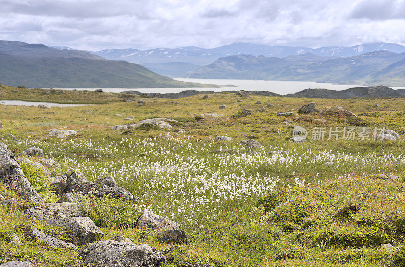 约敦海门国家公园湿地的棉花草地