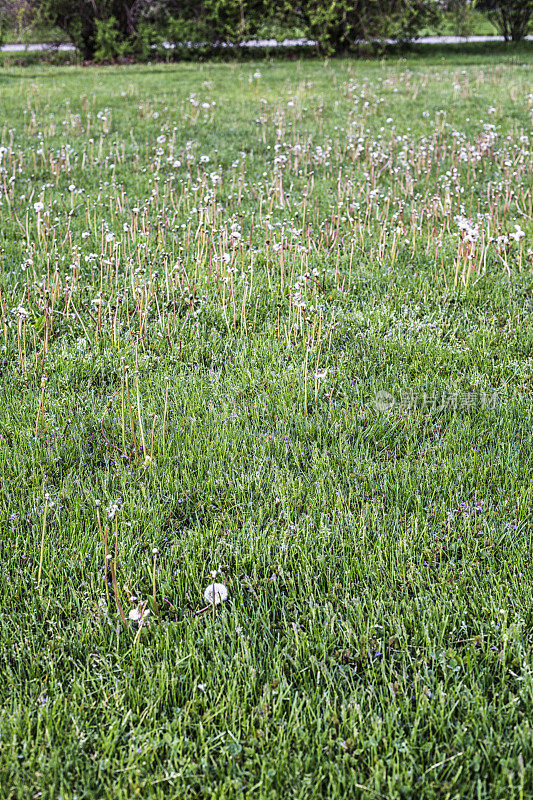 蒲公英三叶草杂草窒息了前院草坪草