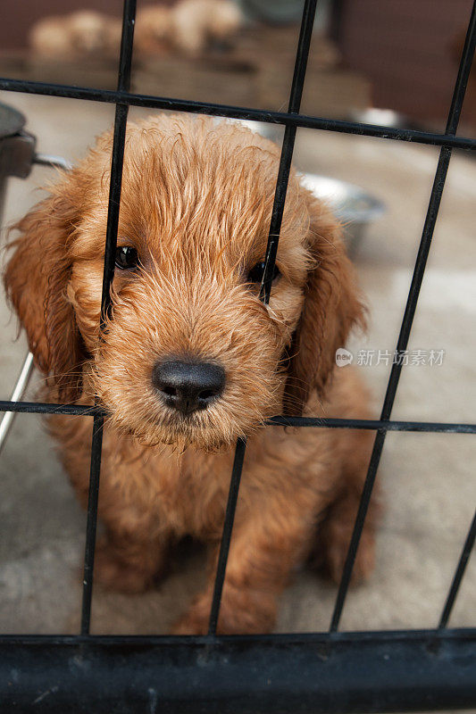 带我回家迷你金毛贵宾犬