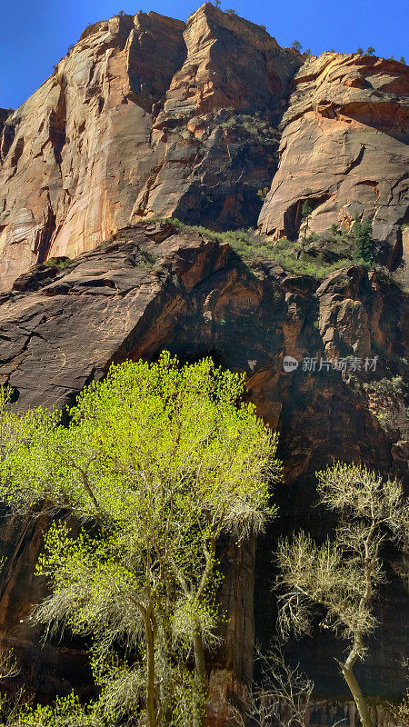 在犹他州锡安国家公园的岩石砂岩悬崖上，杨木的新绿叶背光照耀着
